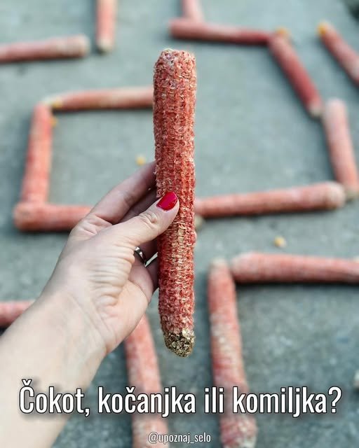 Ruka drži okrunjen klip kukuruza, u pozadini klipovi poređani u lavirint