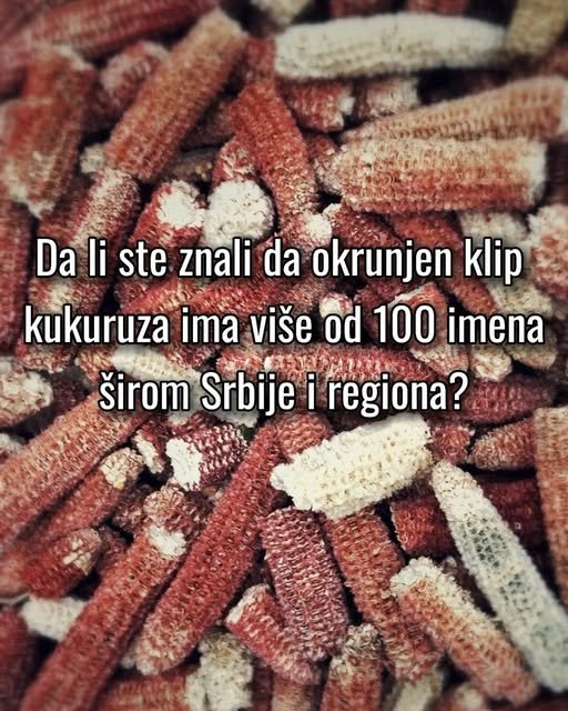 Kako se kaže: čokot, ili drugačije? — slika 2