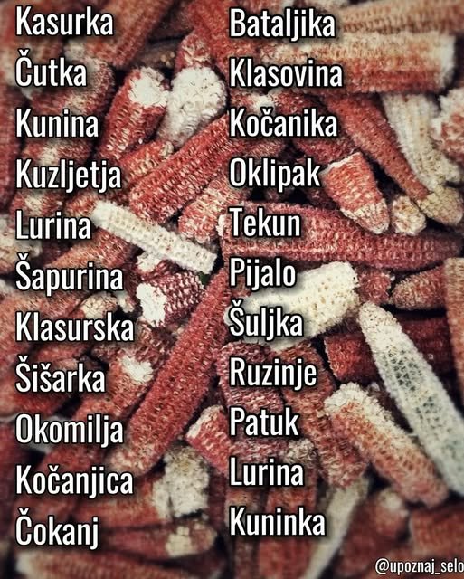 Kako se kaže: čokot, ili drugačije? — slika 3