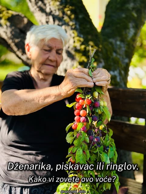 Starija žena drži granu prepunu zrelih plodova dženarike