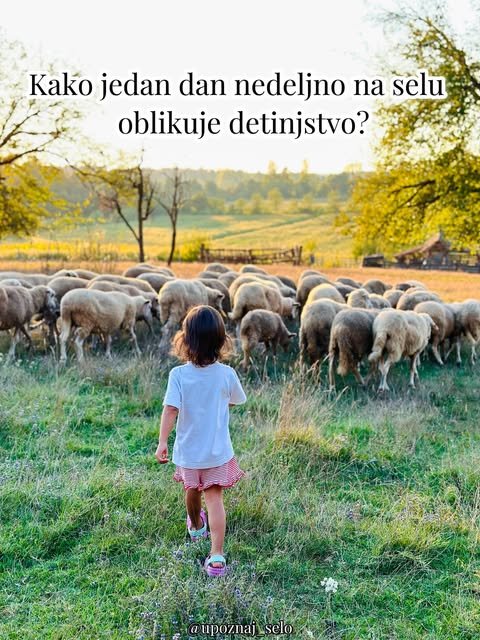Devojčica u livadi posmatra stado ovaca na seoskom imanju
