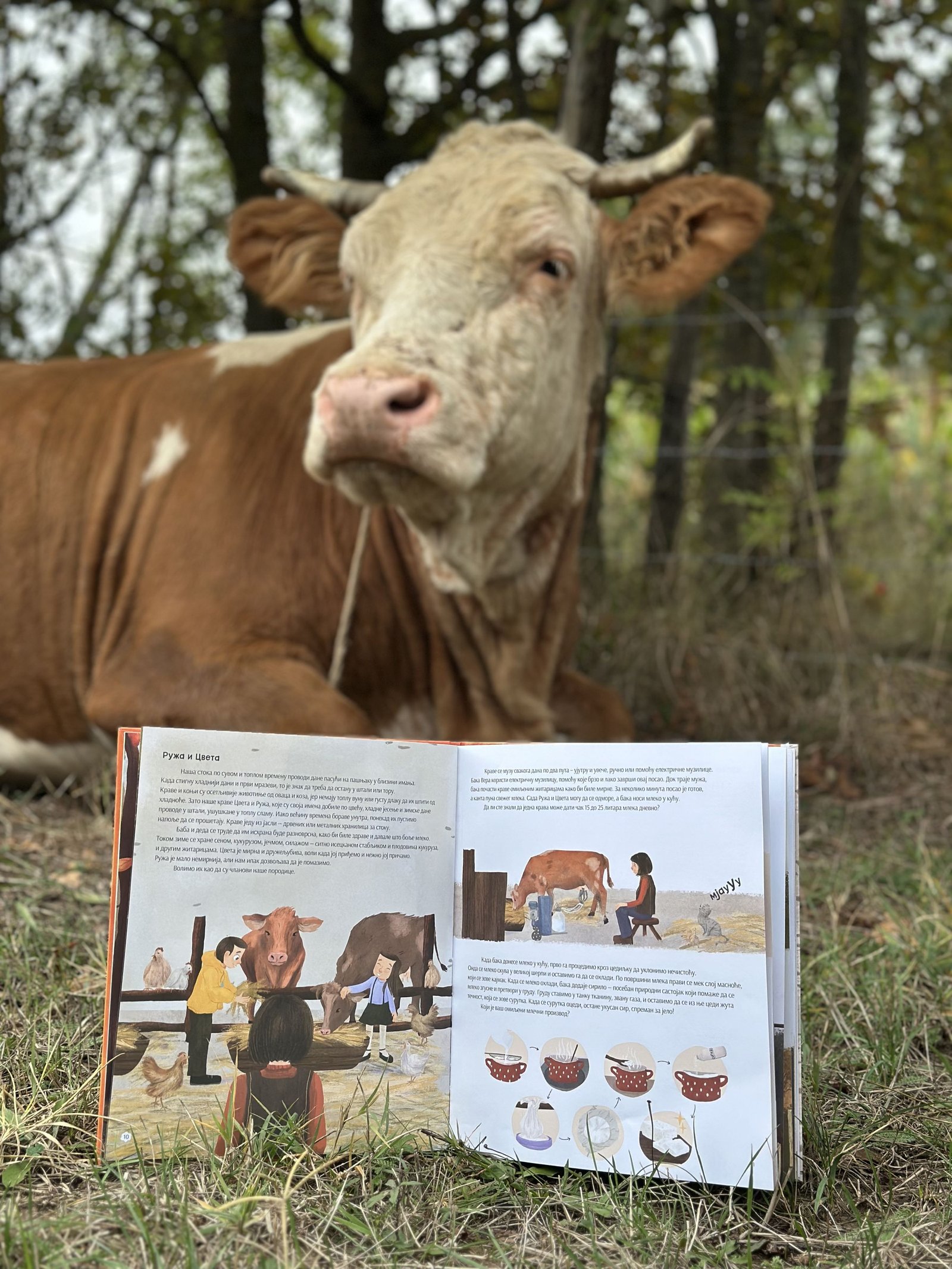 Jesenja knjiga - krave Ruža i Cveta